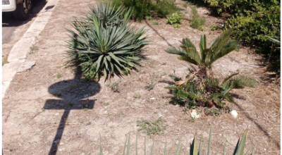 Intervento di taglio dell'erba presso le marine del Comune di Ugento. Lido Ma...