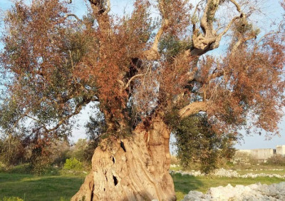 DECLARATORIA DEL CARATTERE DI ECCEZIONALIT&Agrave; DELLE INFEZIONI DI XYLELLA...