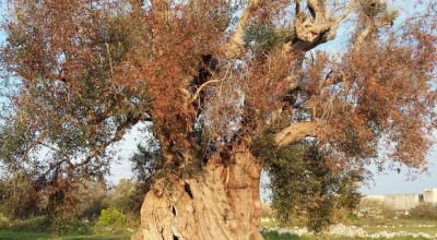 DECLARATORIA DEL CARATTERE DI ECCEZIONALIT&Agrave; DELLE INFEZIONI DI XYLELLA...