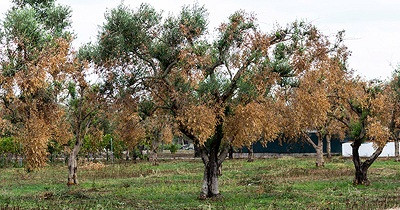 Decreto di declaratoria eccezionalit&agrave; danni causati da organismi nociv...